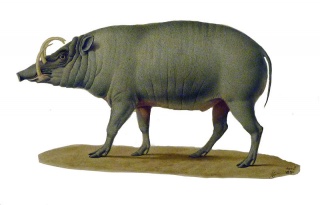File:Babiroussa-Babyrousa.jpg