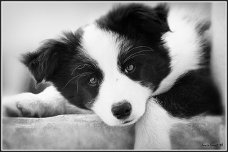 File:Border Collie-4950.jpg