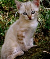 Thumbnail for version as of 14:48, 22 October 2011