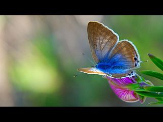 File:Ready to fly (II)papillon-5601.jpg
