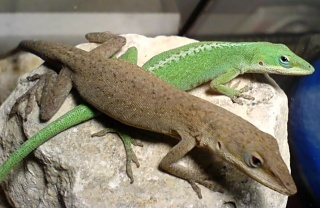 File:Anolis vert et brun.jpg