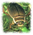 Thumbnail for version as of 21:21, 20 May 2009
