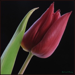 File:Tulipe-4289.jpg