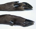 Thumbnail for version as of 18:00, 1 December 2009