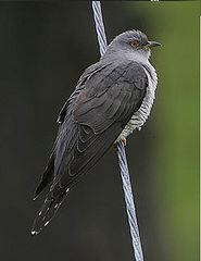 File:Coucou gris.jpg