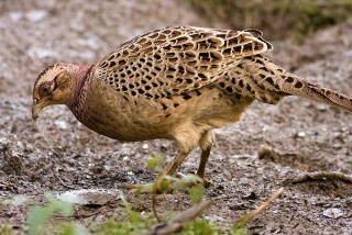 File:Faisan de Colchide (Phasianus colchicus) femelle.jpg