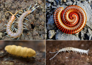 File:Myriapod - Myriapodes - Mille-pattes.png