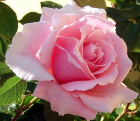 File:Rose de jardin-3508.jpg