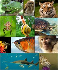 File:Animal-animaux-espèces-especes.jpg
