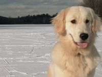 Chien blanc-4266.jpg