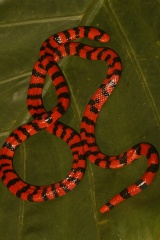 File:Faux-serpent corail.jpg
