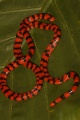 Thumbnail for version as of 09:09, 20 May 2014