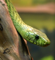 Mamba vert de l'Ouest.jpg